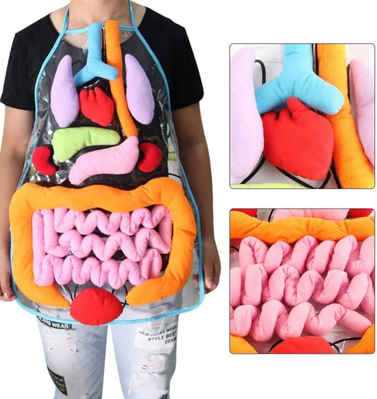 Apron – Learn About the Human Body Through Play