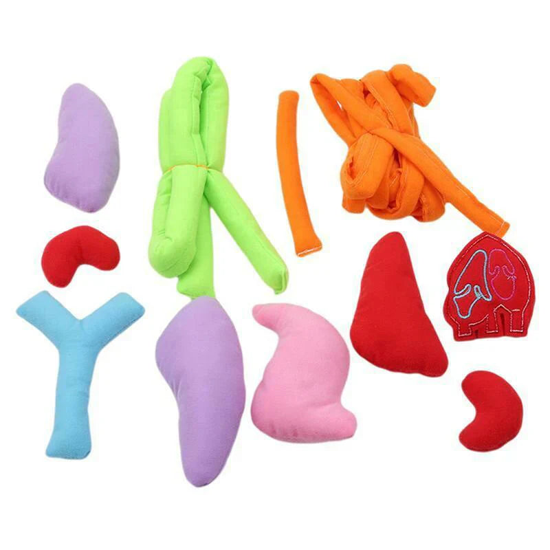 Apron – Learn About the Human Body Through Play