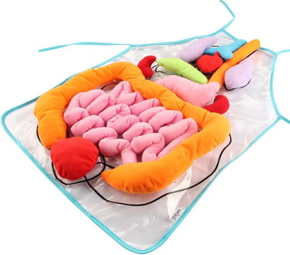 Apron – Learn About the Human Body Through Play