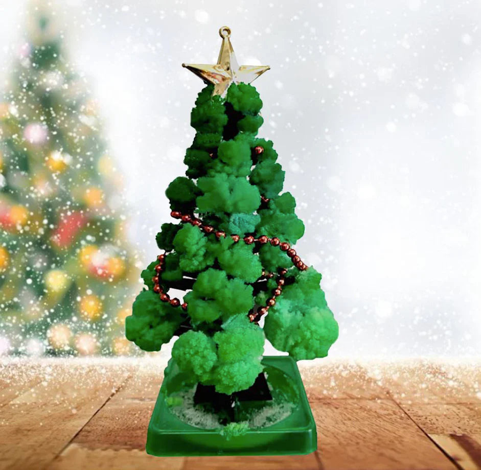 Mini Christmas tree growing kit - Grow your own tree!