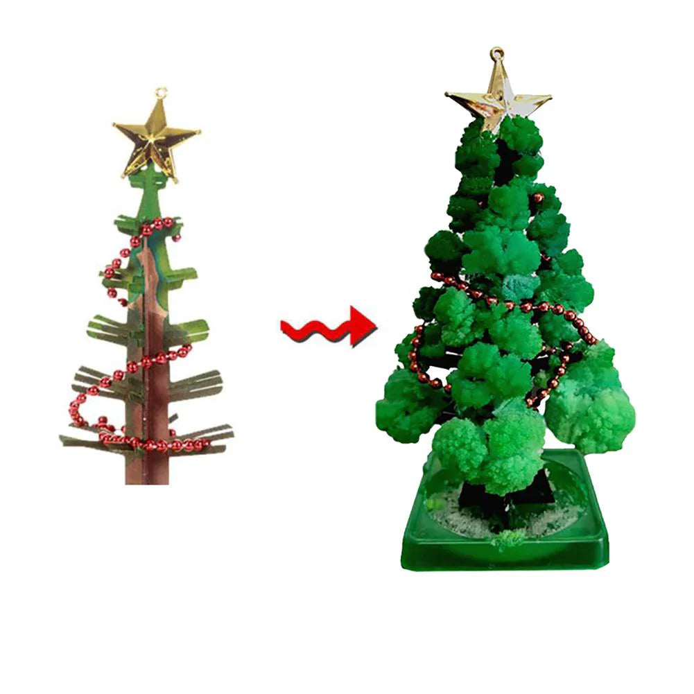Mini Christmas tree growing kit - Grow your own tree!