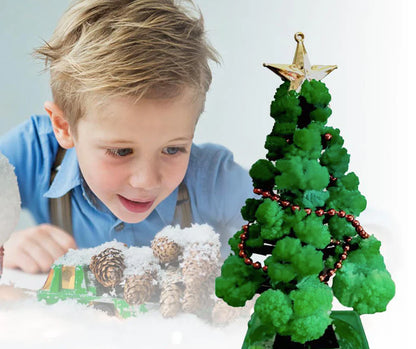 Mini Christmas tree growing kit - Grow your own tree!
